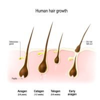 Stimulates Hair Growth -